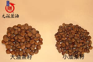 大油茶籽與小油茶籽外形較不規則