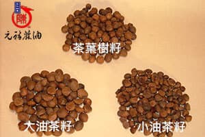 大油茶籽、小油茶籽、蒔茶籽（茶葉樹籽）比較