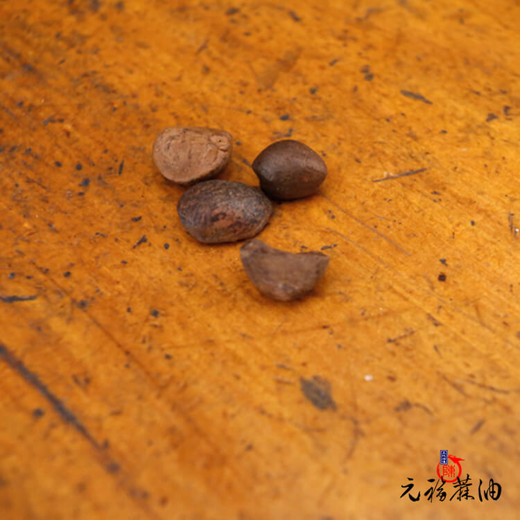 台灣小苦茶籽